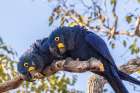 Brazil-Pantanal Hyacinth macaw pair in tree Art Print